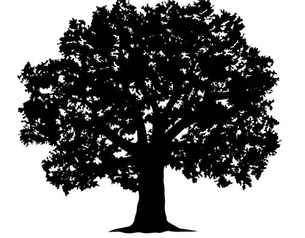 Learning from the Ash Tree