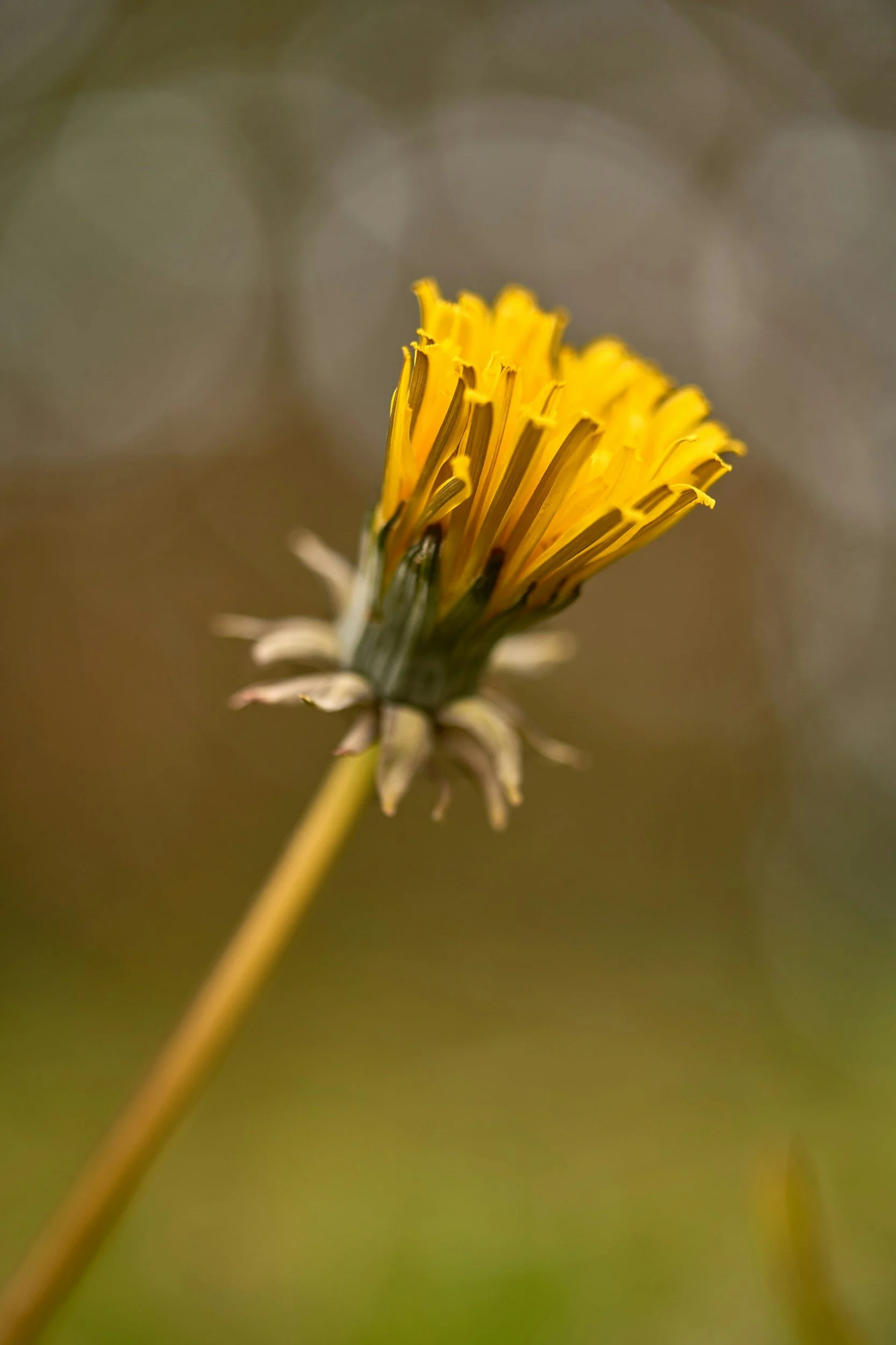 Mother’s Day Wildflower Nature Walk