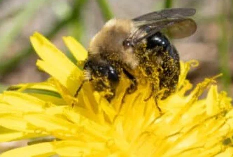 Wild Wednesday: Pollinators and Native Plants