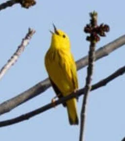 Birding with Quinn Sommer