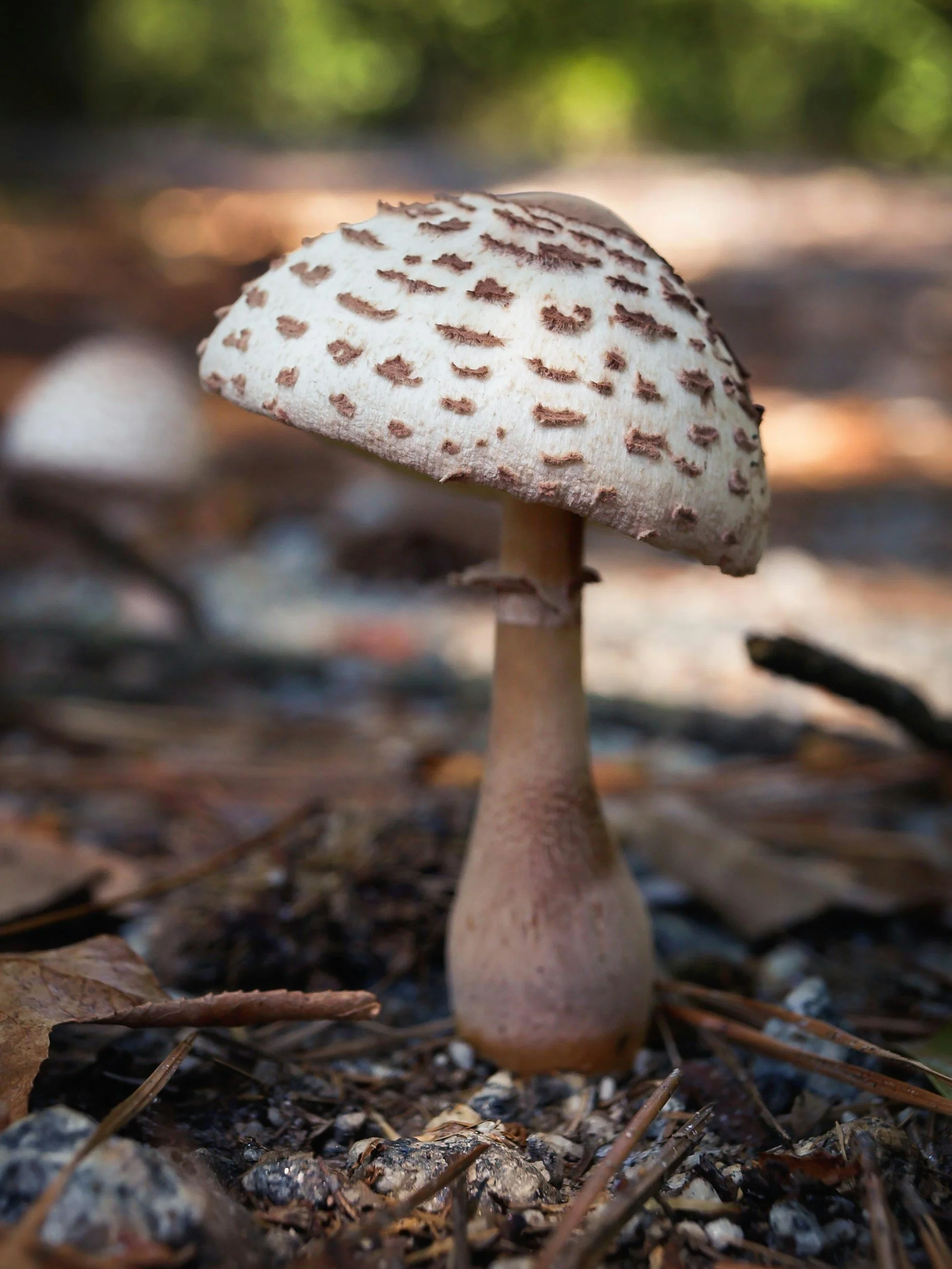 Mushrooming with Amy and Joe Lipson