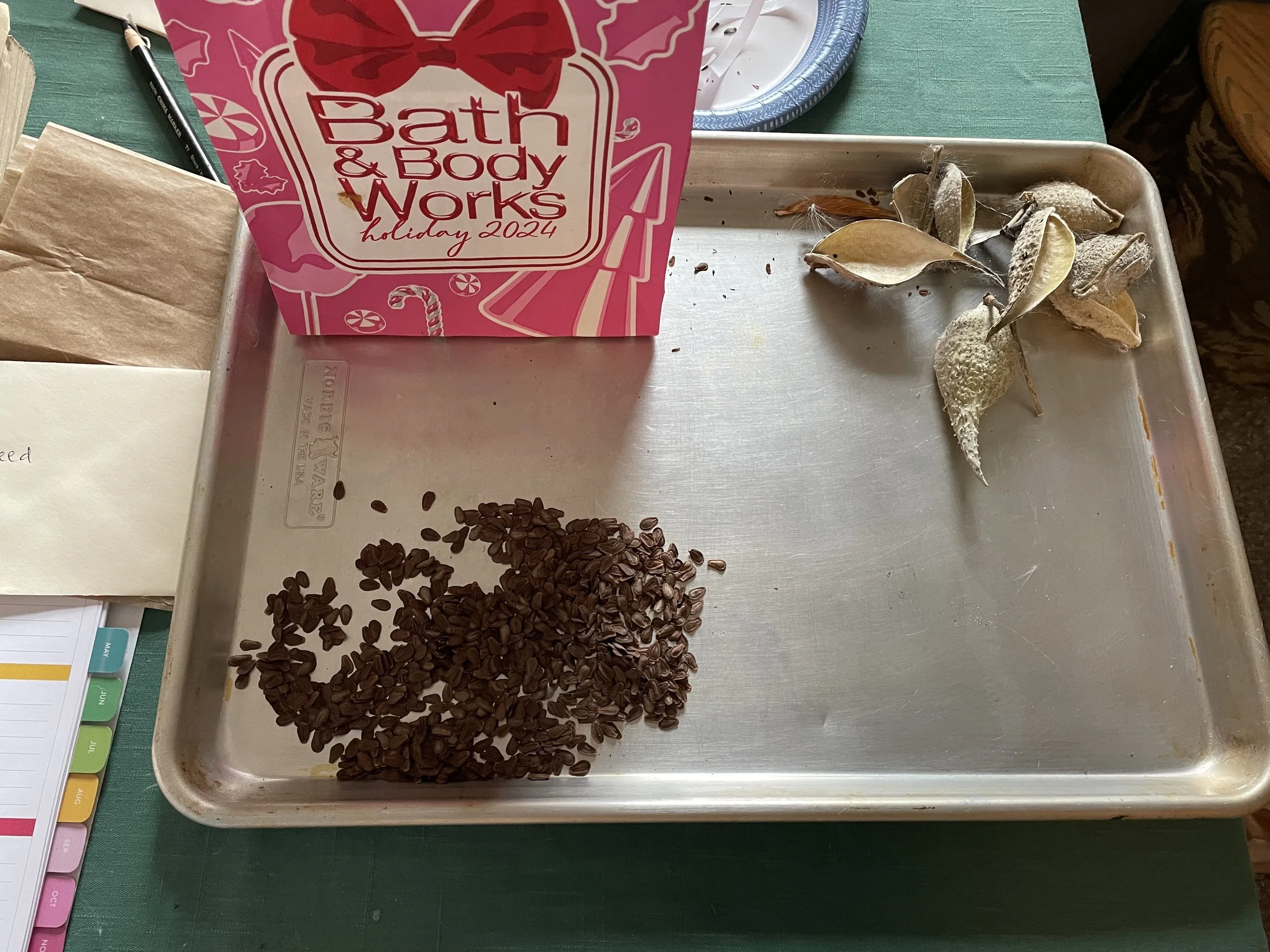 Sorting milkweed seeds.jpg