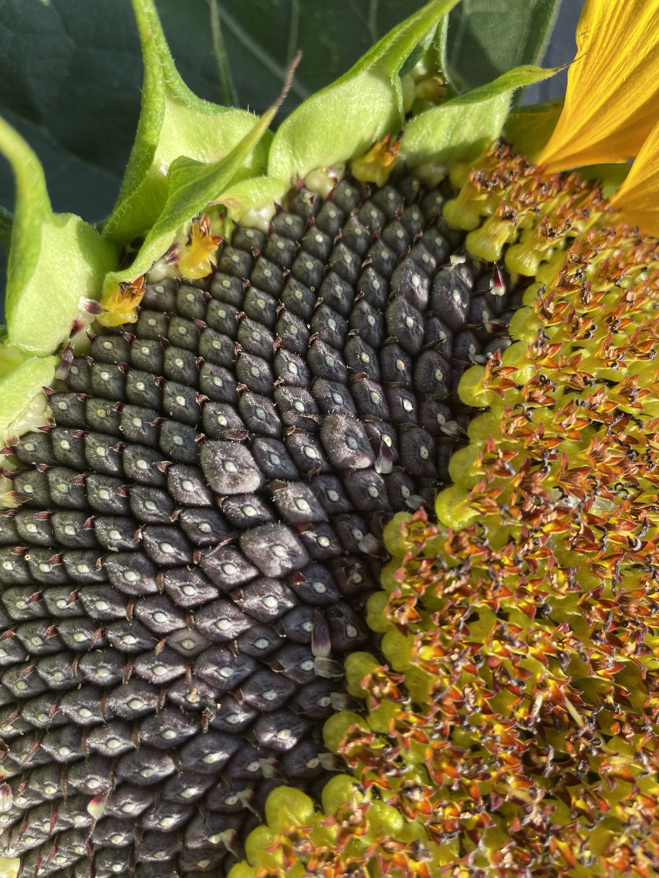 Large sunflower with some seeds exposed.jpeg