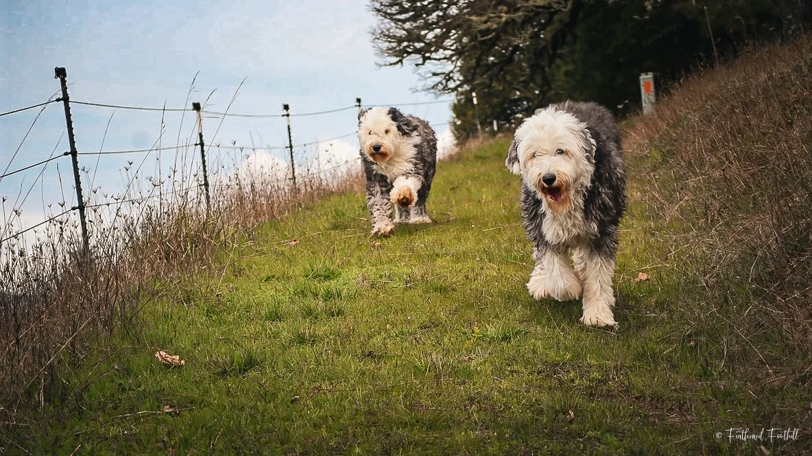 Two fluffy Old English Sheepdog puppies running along a grassy hillside, with a fence and trees in the background.