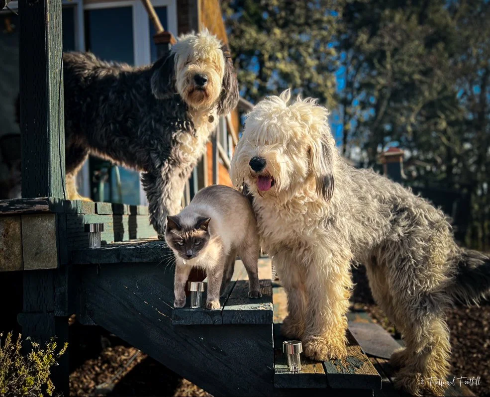 Three pets: Old English Sheepdog on the stairs, a siamese cat standing on the stairs, and a large beige fluffy dog next to the stairs, outdoors with trees and a house in the background.