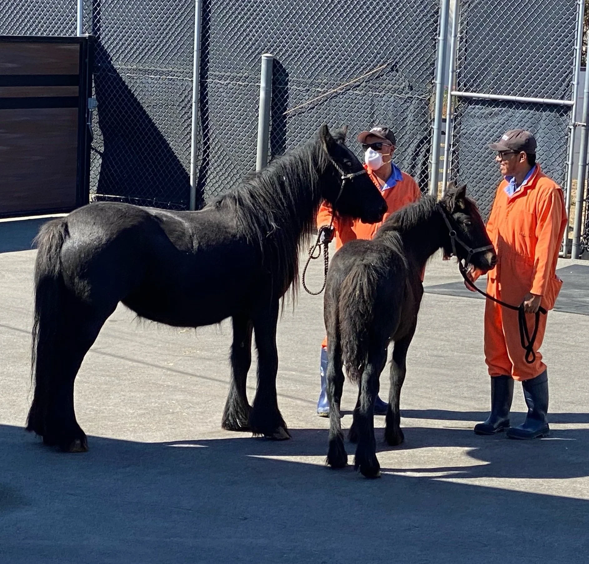 Harrison Winter Skye, Fell pony filly @ LAX quarantine in Los Angeles
