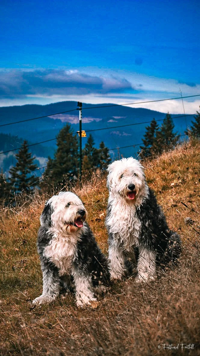 Two fluffy Old English Sheepdogs sitting on a grassy hillside with a mountain background and a blue sky with clouds.
