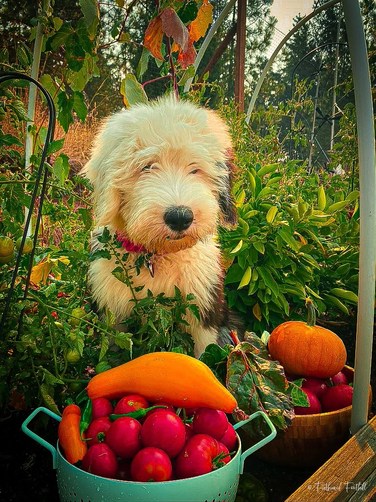 A fluffy Old English Sheepdog puppy sitting in a garden surrounded by pumpkins, apples, carrots, and green plants.