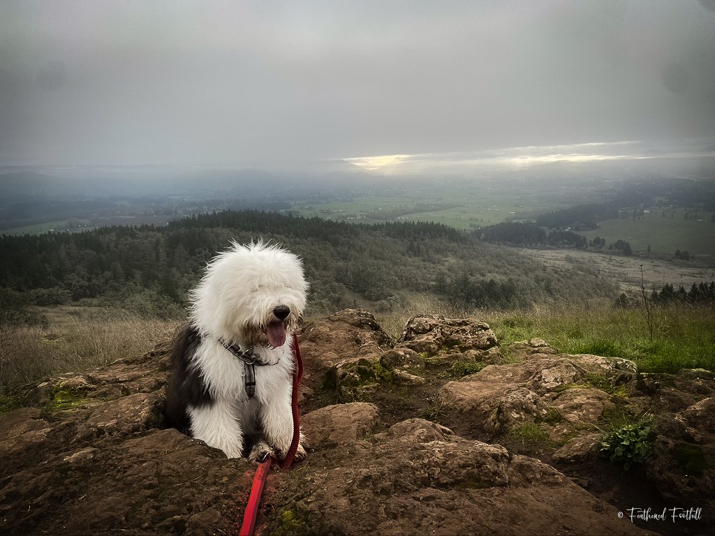 A fluffy Old English Sheepdog sitting on a rocky hilltop with a vast landscape of fields, forests, and distant hills under a cloudy sky.