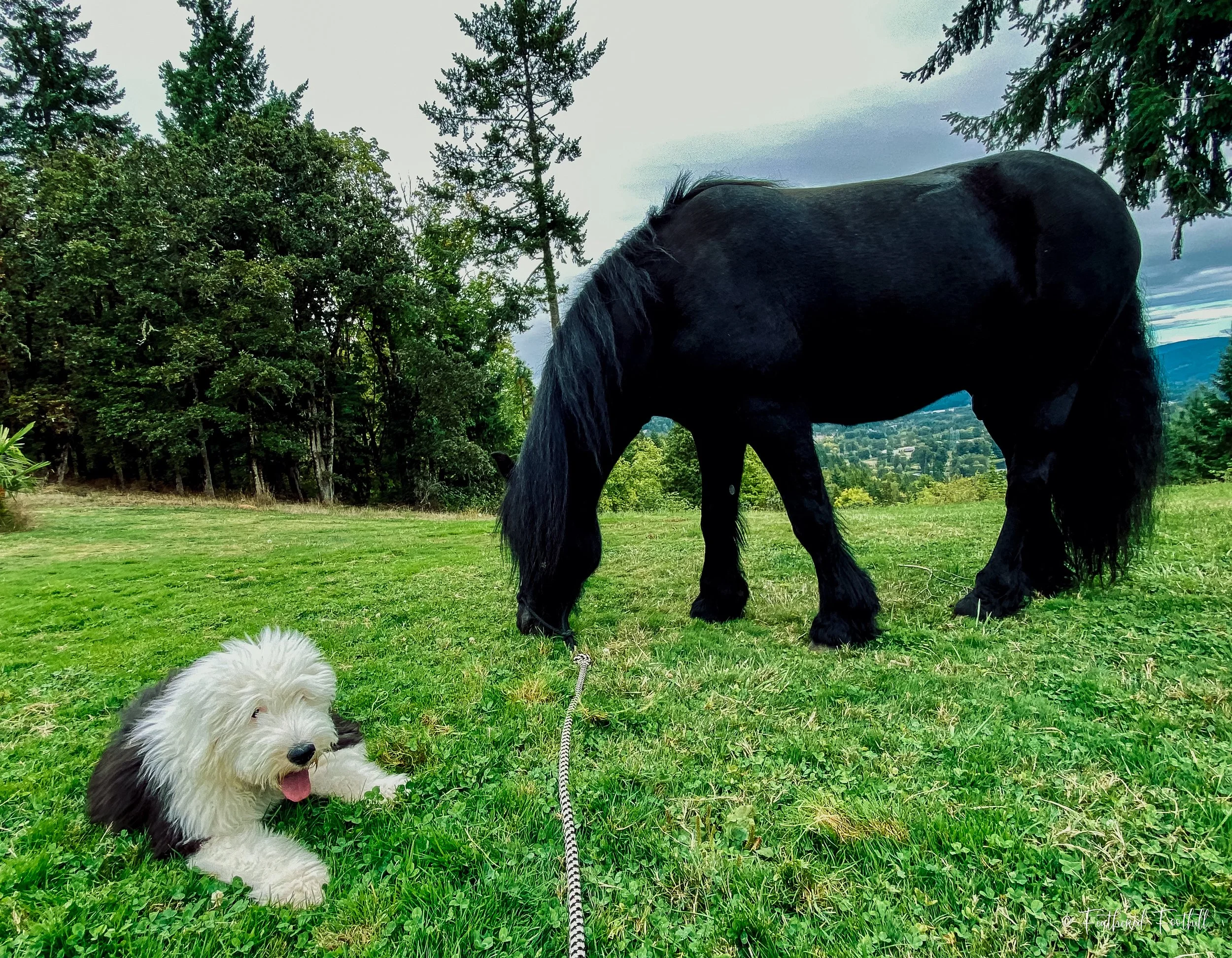 A Old English Sheepdog lying on green grass with a black horse standing nearby in a lush outdoor setting with trees and a cloudy sky in the background.
