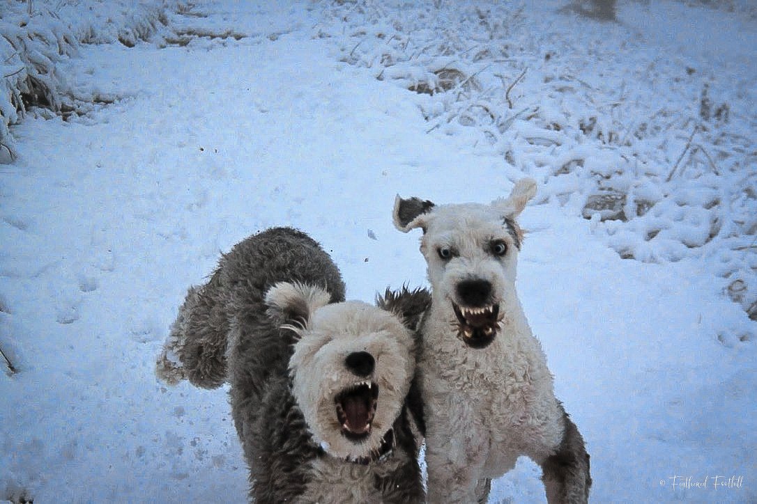 Two Old English Sheepdogs running through snow, one with light fur and one with curly gray and white fur, both with open mouths and apparent excitement or playfulness.