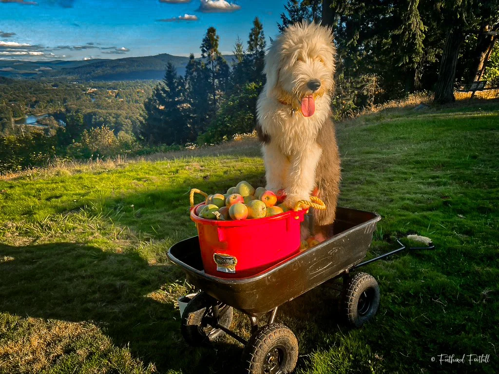 A fluffy Old English Sheepdog sitting inside a black wagon on a lush green lawn, with a red basket full of apples in front of it. The background features a scenic view of trees, hills, and a partly cloudy sky.