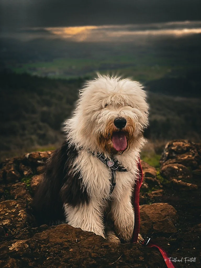A fluffy, Old English Sheepdog sitting on rocks outdoors with a scenic landscape in the background, cloudy sky overhead, and the dog looking at the camera with its tongue out.