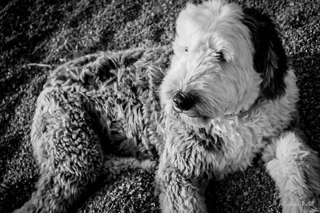 A Old English Sheepdog photo of a fluffy dog lying on the ground with gravel, looking to the side.
