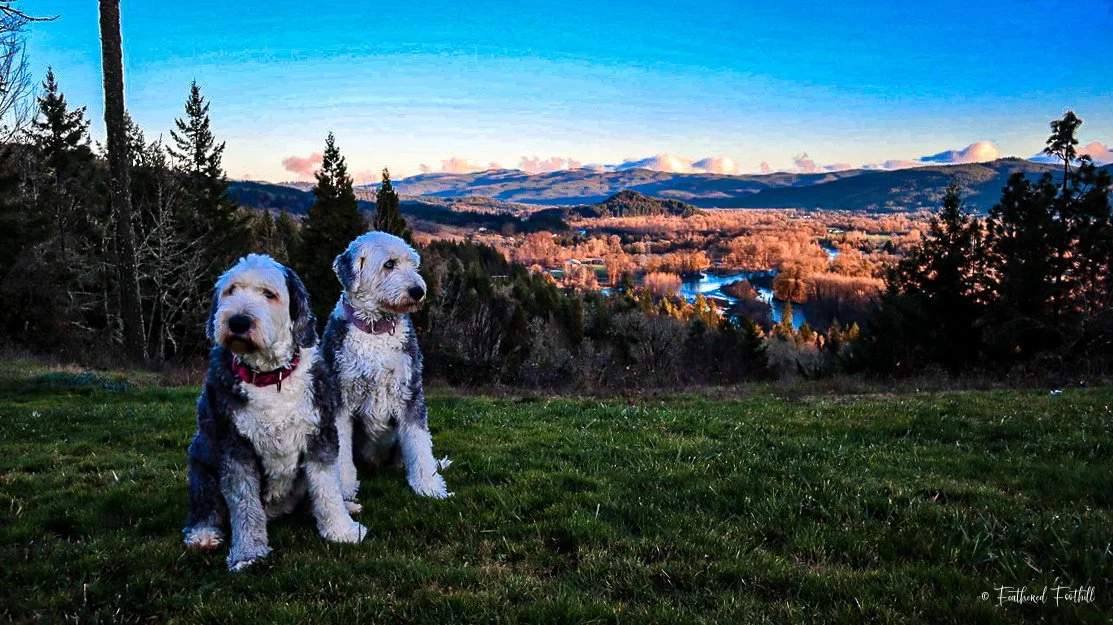 Two adorable fluffy Old English Sheepdogs sitting on a grassy field, overlooking a scenic landscape of trees, river, and distant mountains during sunset.