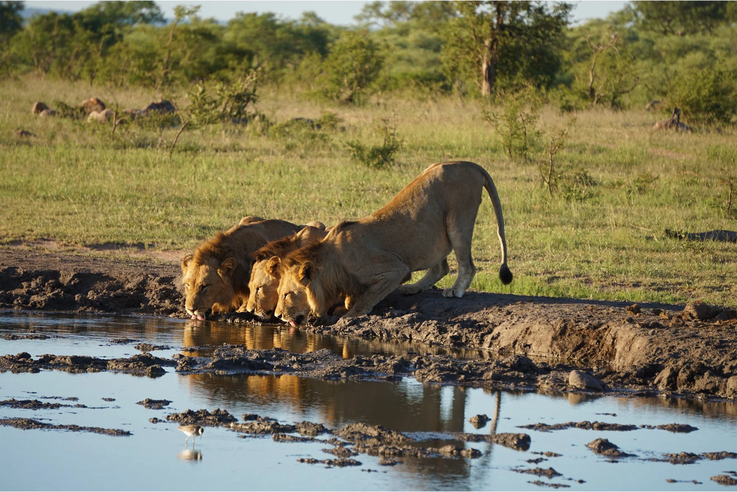 Three African Lions .jpg