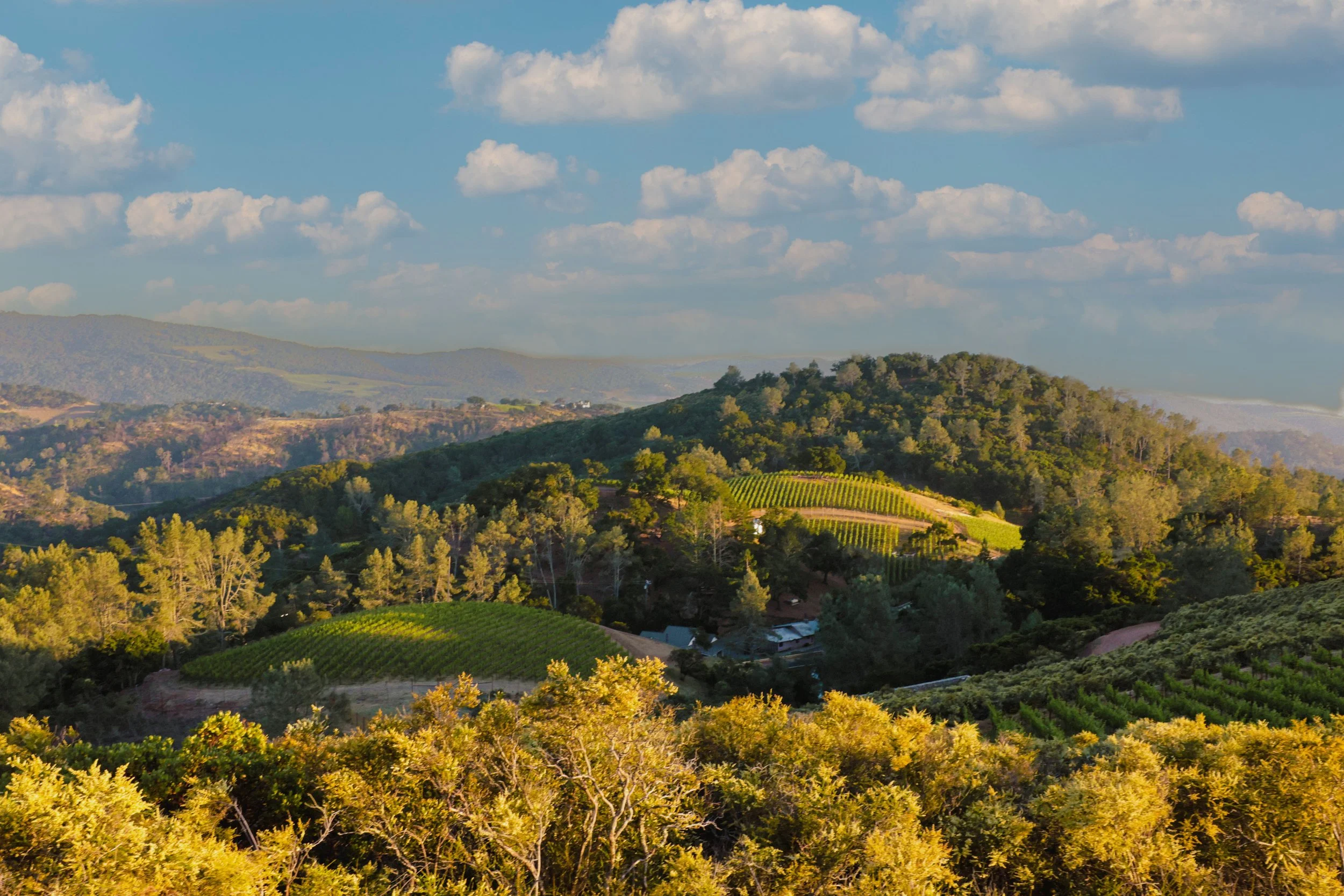 Adversity-4288 copy 3.jpg