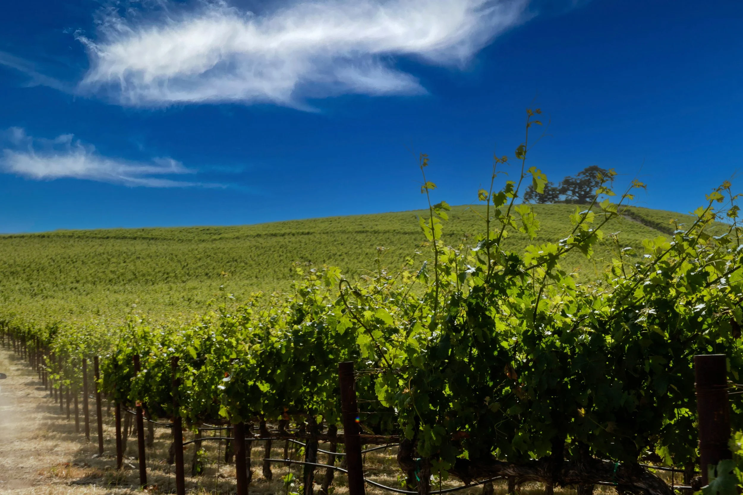 Adversity-3479 copy.jpg