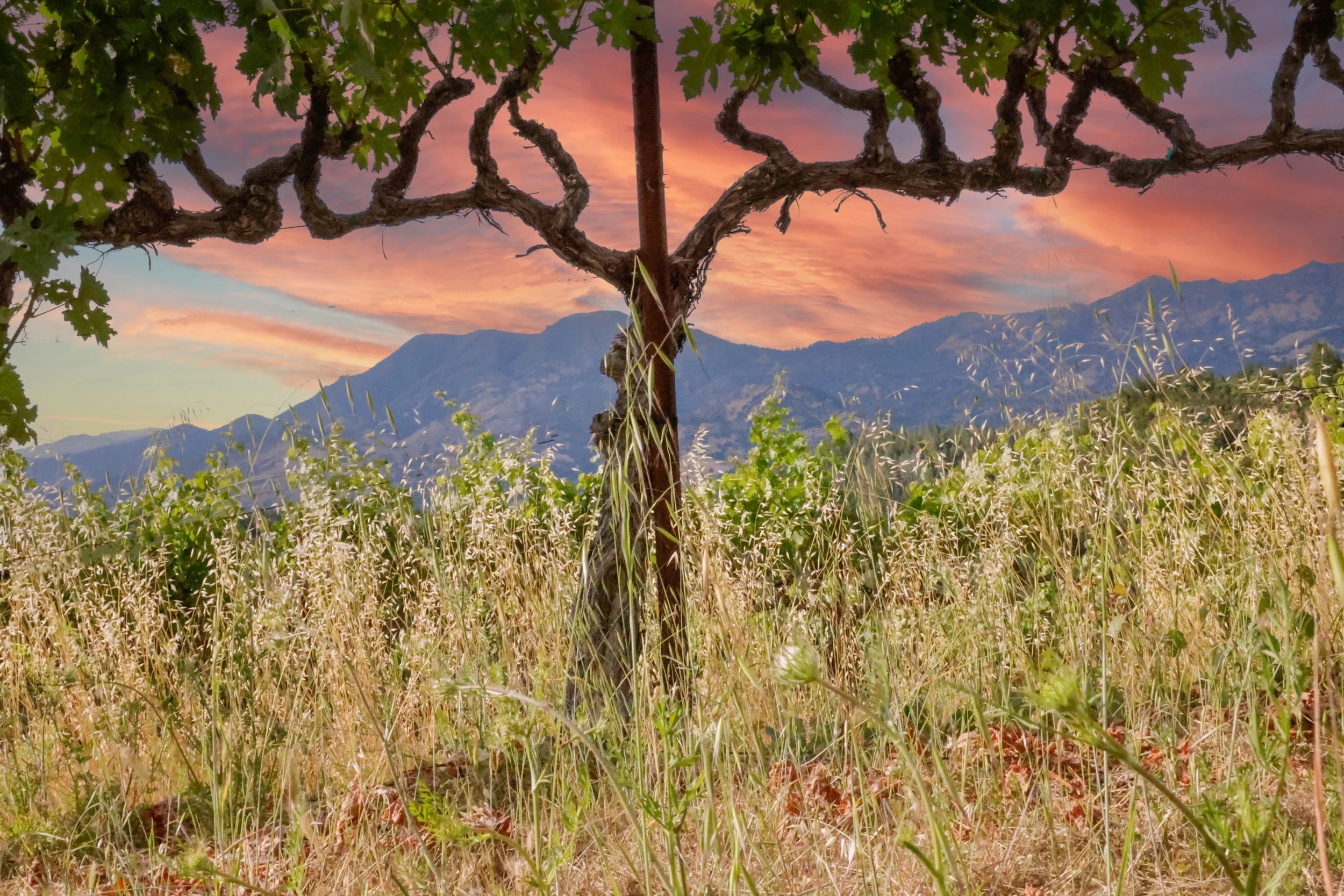 Adversity-6420 copy 2.JPG