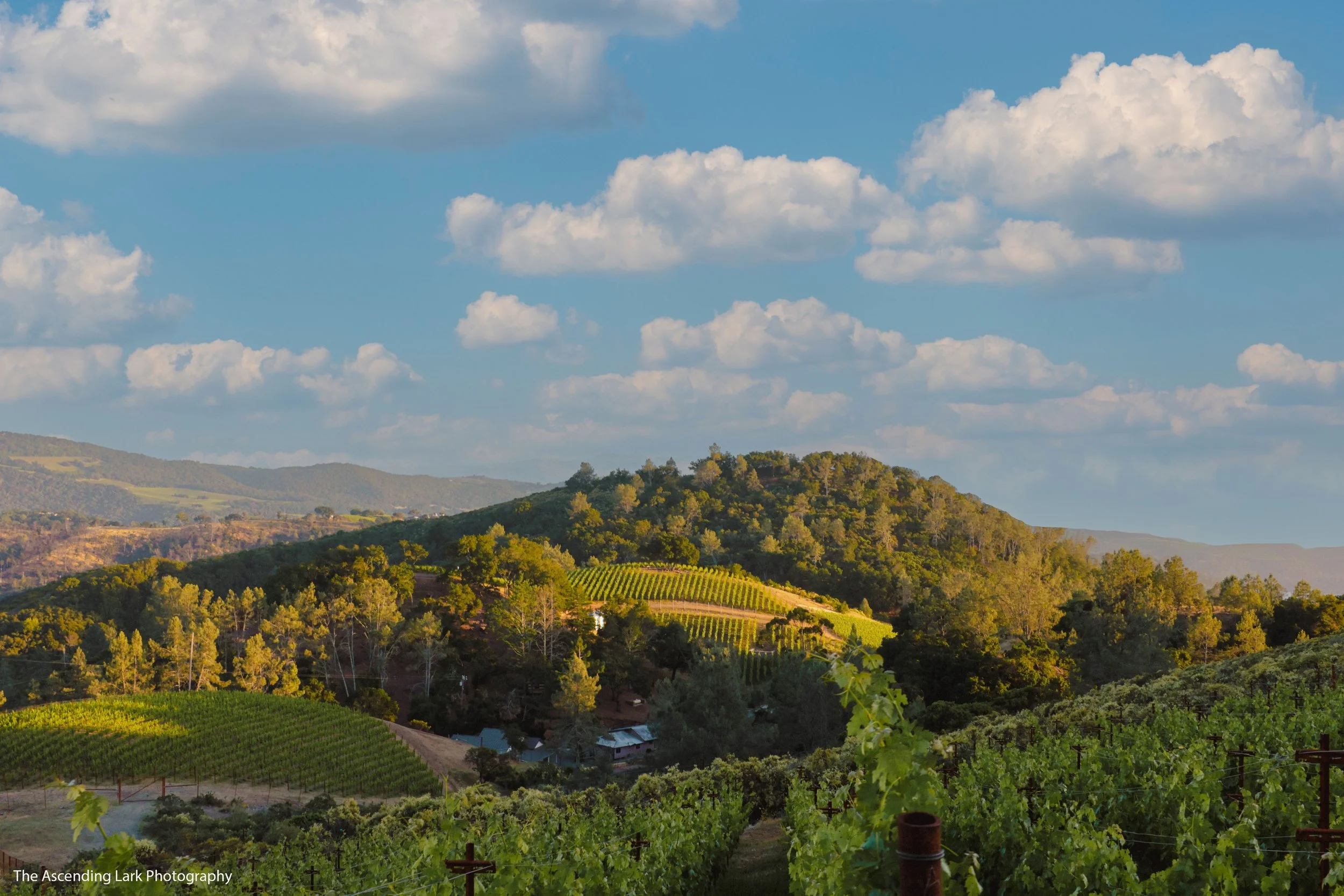Adversity-PhelanVineyards-TALP.jpg
