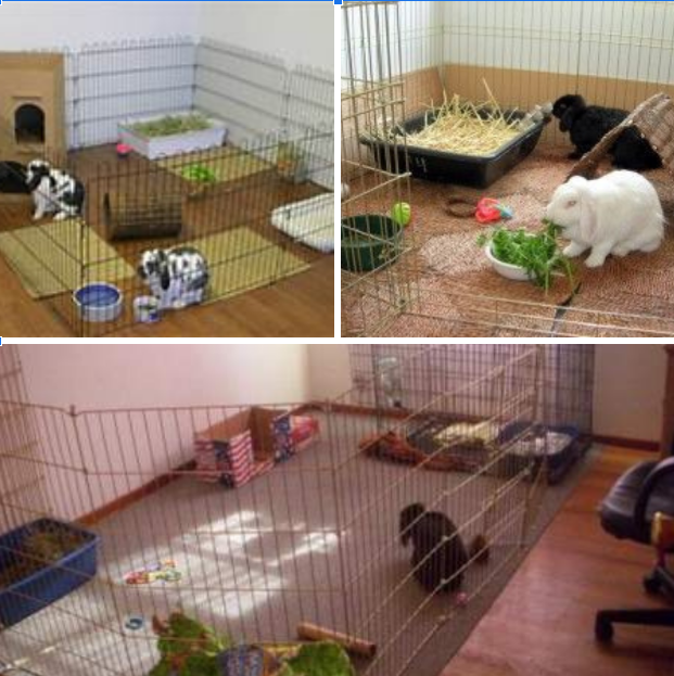 Rabbit Housing 1.png
