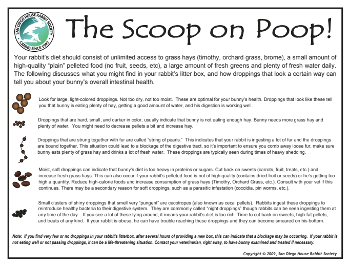 The Scoop on Poop — San Diego House Rabbit Society