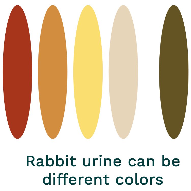 Rabbit urine colors.jpg