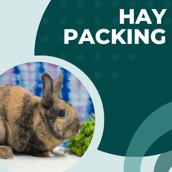 Volunteer — San Diego House Rabbit Society