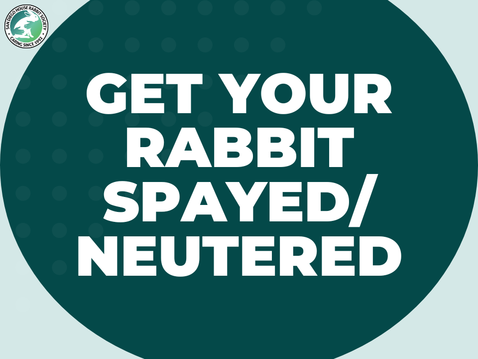 General Rabbit Care — San Diego House Rabbit Society