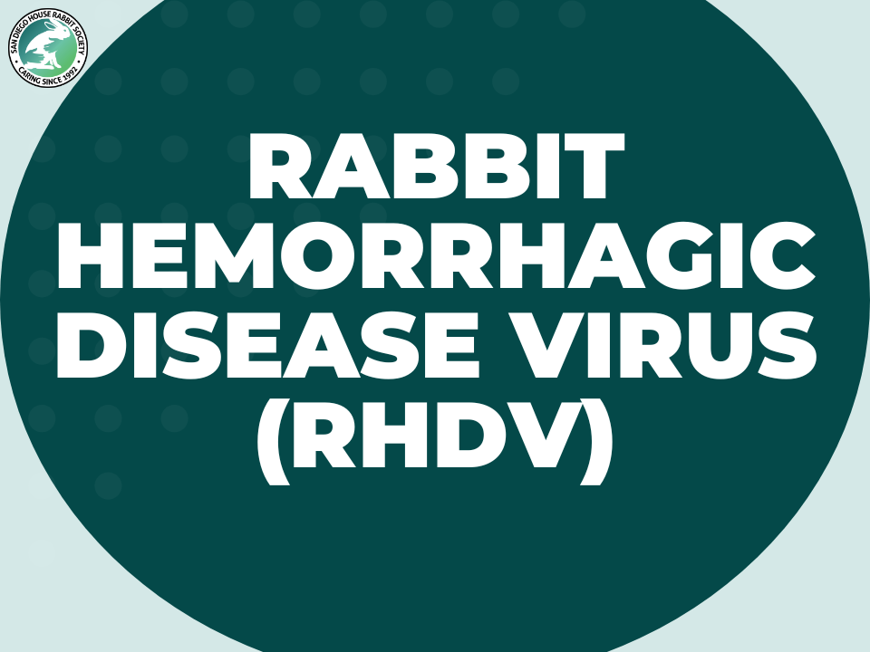 General Rabbit Care — San Diego House Rabbit Society