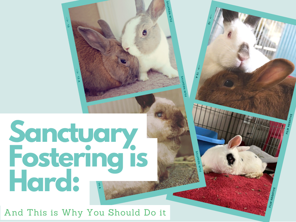 San Diego House Rabbit Society