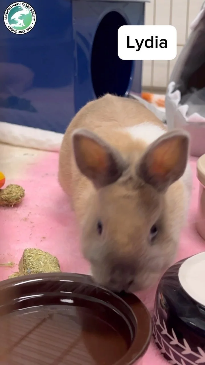 Boarding — San Diego House Rabbit Society