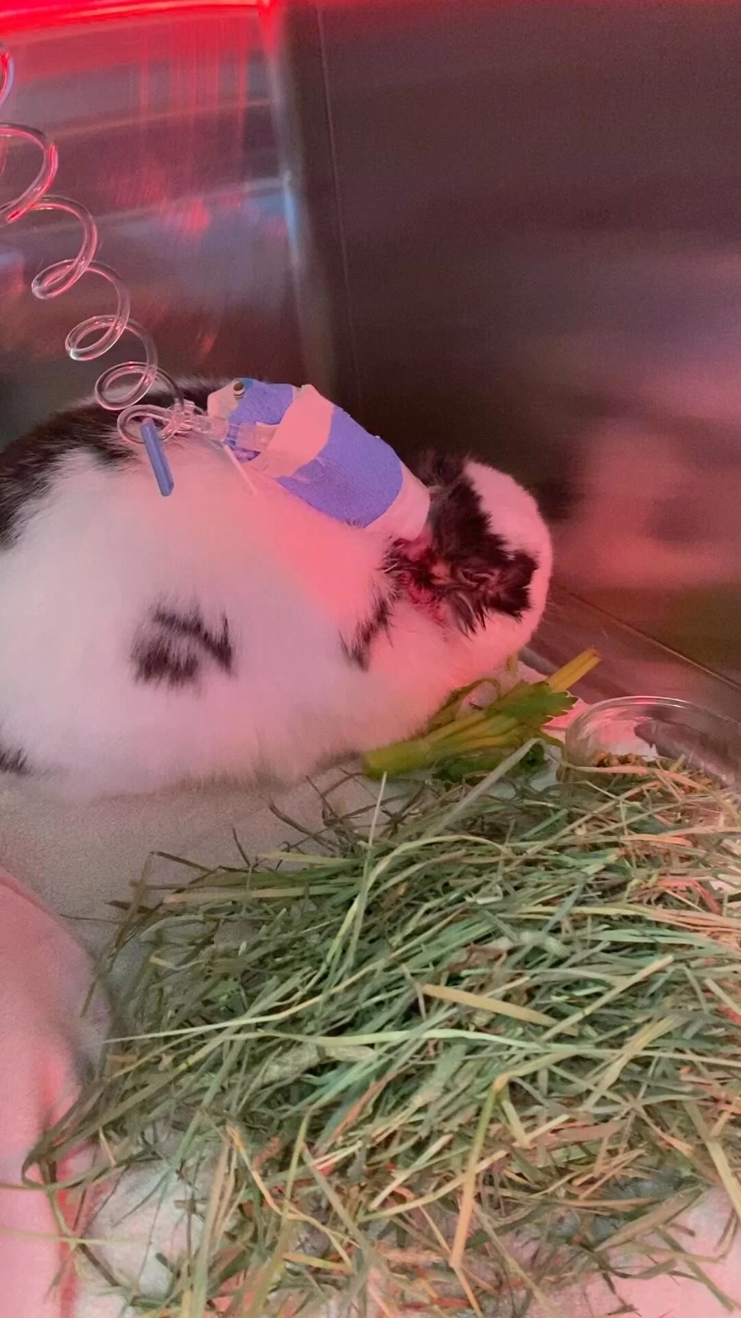 Volunteer — San Diego House Rabbit Society