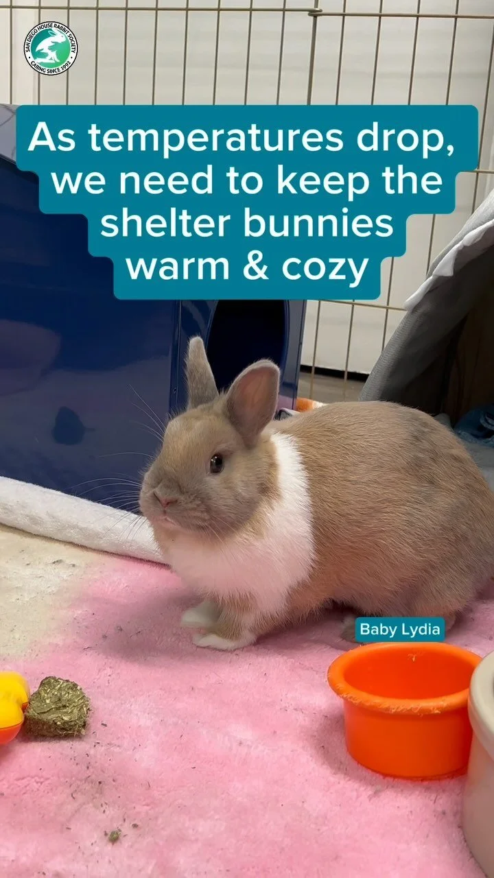 Volunteer — San Diego House Rabbit Society