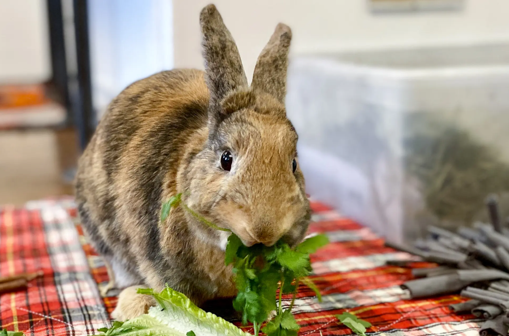 bunny eating greens.png