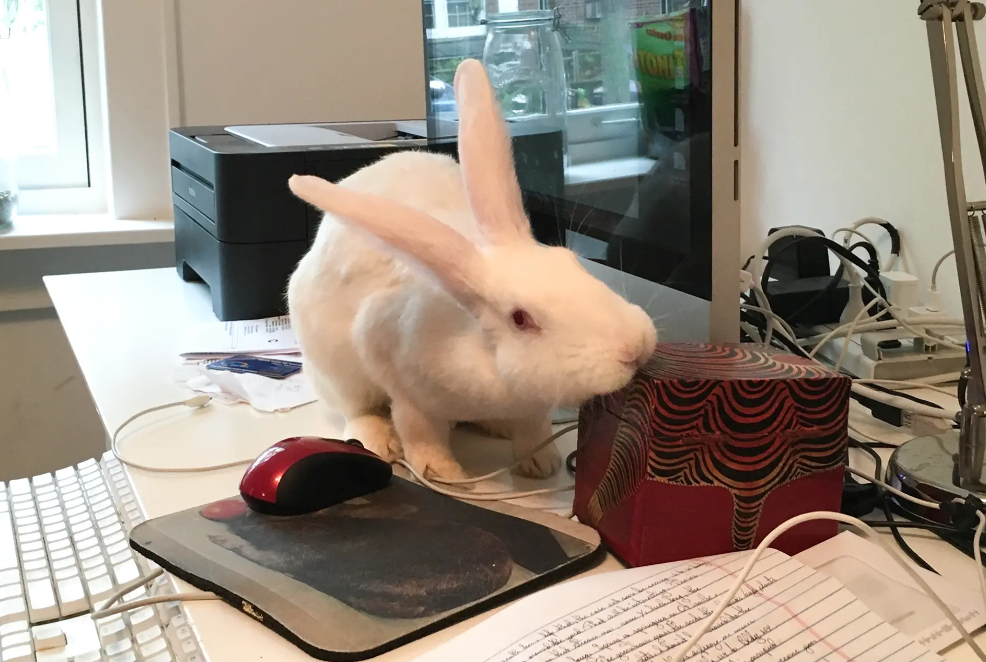 bunny on desk.png