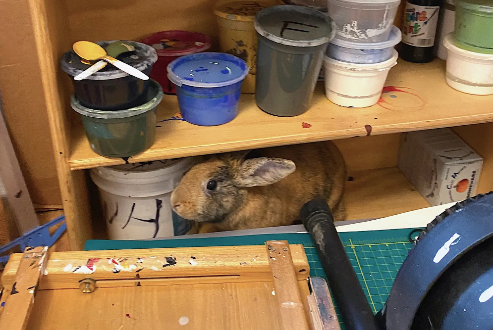 bunny on shelf.png