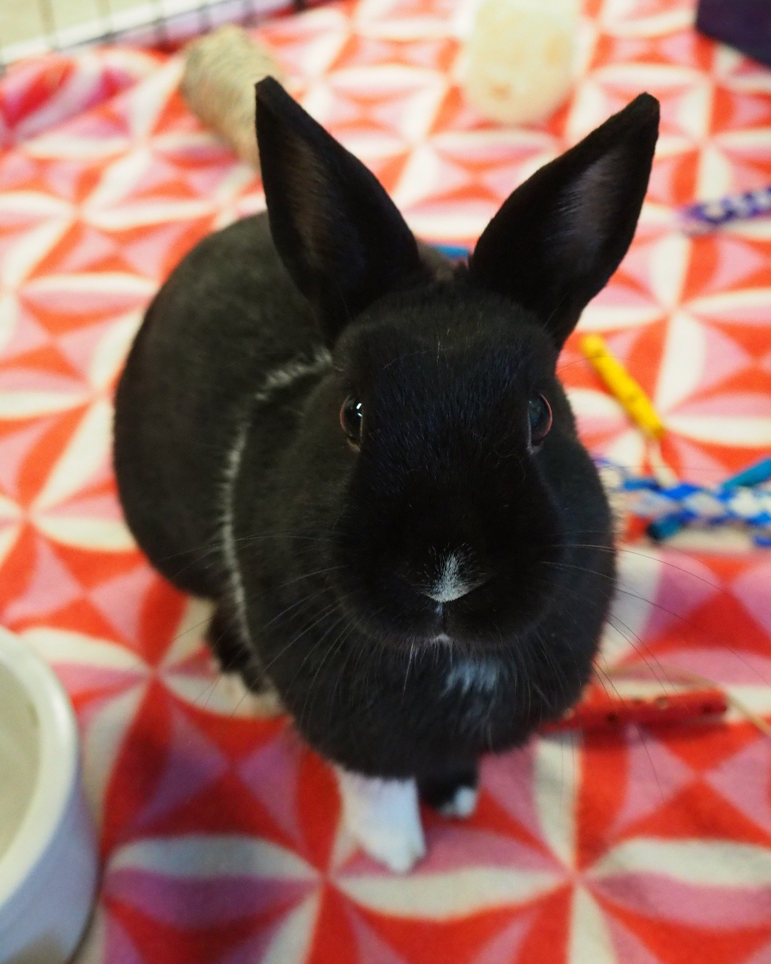 Only one week away, May 4, from the Spring Fling silent auction.  This is your chance to help the bunnies while getting more bunny related items.  https://paybee.io/quickpay.html?handle=sdrabbits&amp;ppid=13#optionList