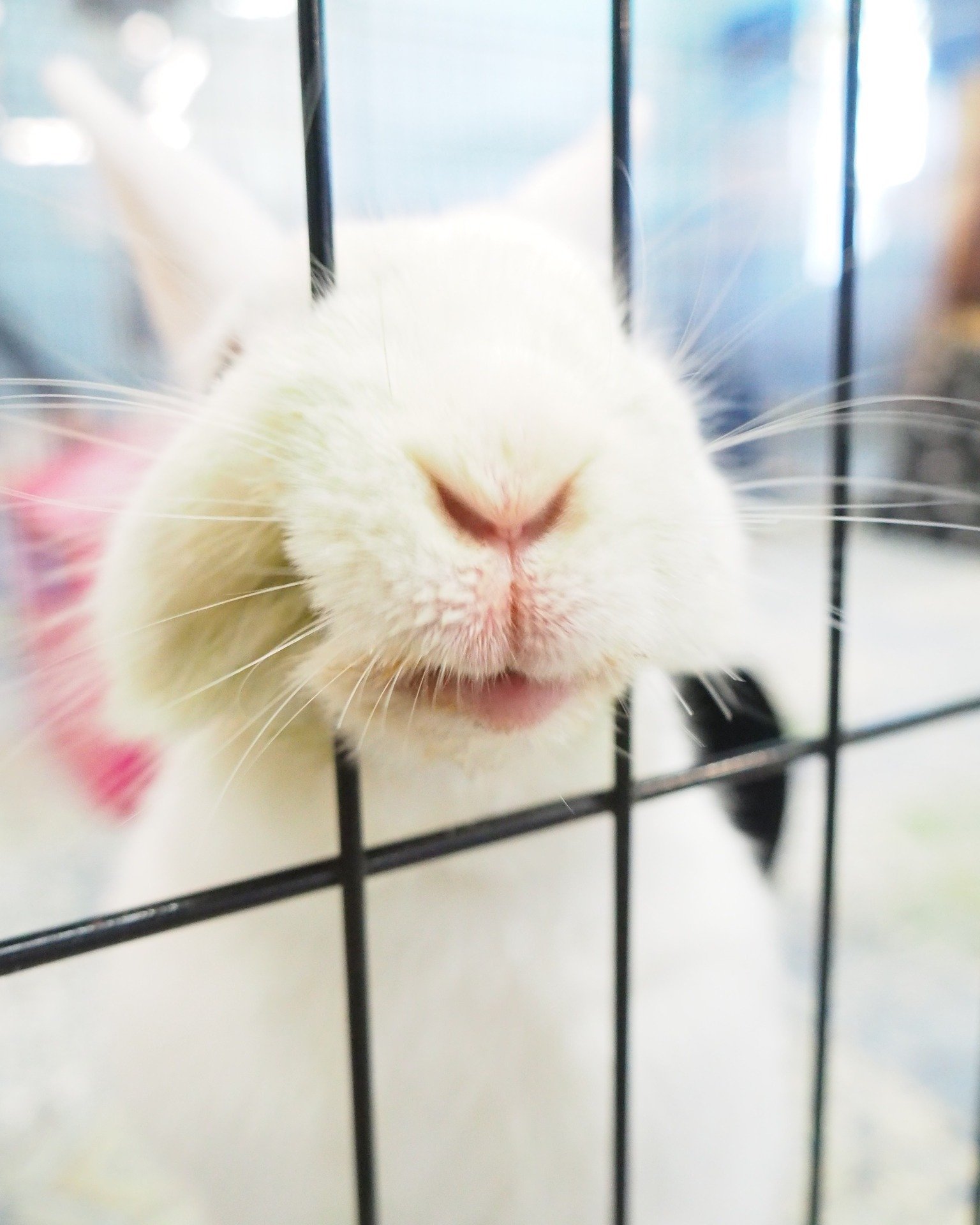 What good would it be showing all of these begging faces without giving you options to help out?  https://sandiegorabbits.org/donate