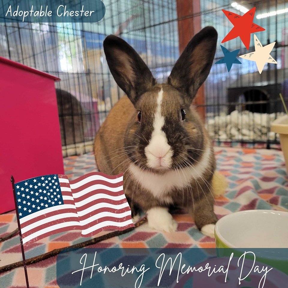 We at SDHRS would like to thank active duty and veterans of military service. Many of our SDHRS rabbits have found loving homes in military families and we are glad for the opportunity to meet and adopt our rabbits to such wonderful people.

#Memoria
