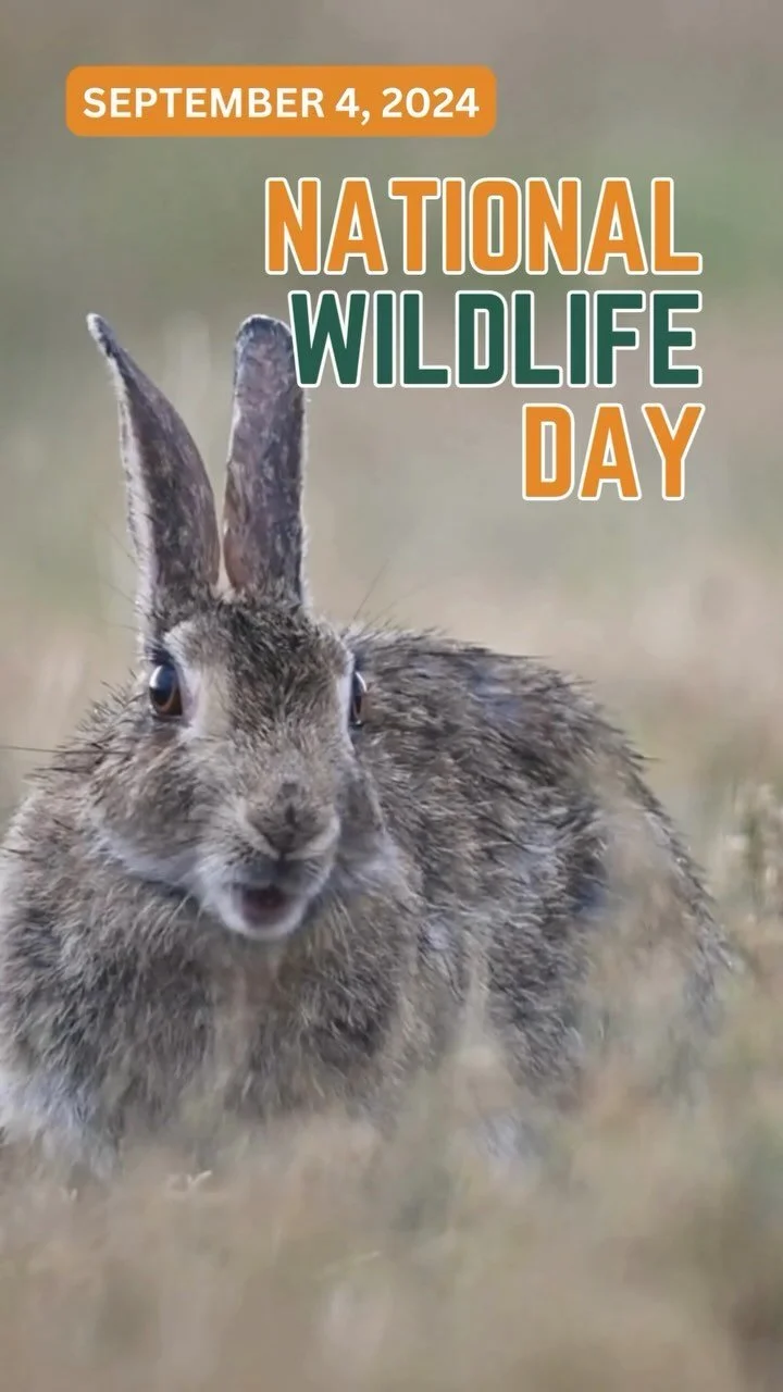 Rabbits Ready For Adoption — San Diego House Rabbit Society