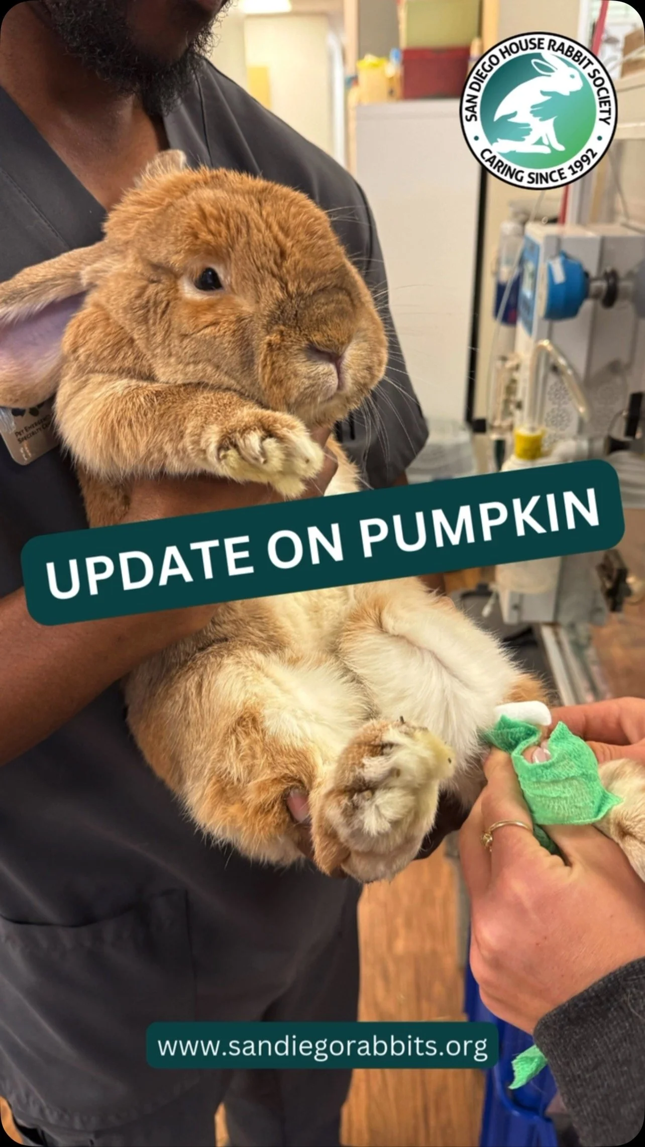 Rabbits Ready For Adoption — San Diego House Rabbit Society