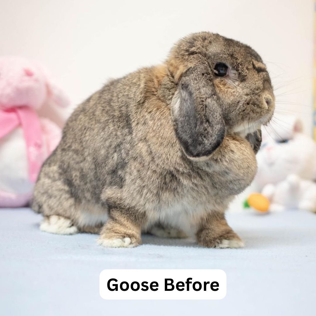 Goose Rabbit Before You Adopt a Rabbit: What Every Family Needs to Know โ San Diego ...