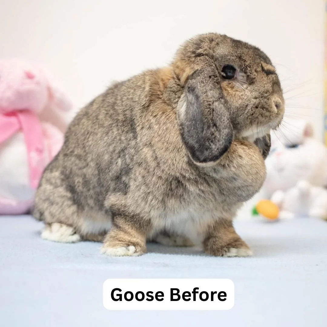 Before You Adopt a Rabbit: What Every Family Needs to Know — San Diego ...