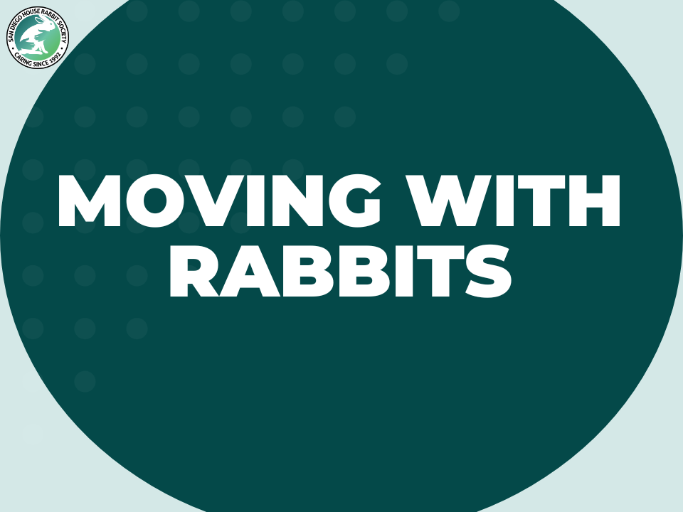 Moving with Rabbits