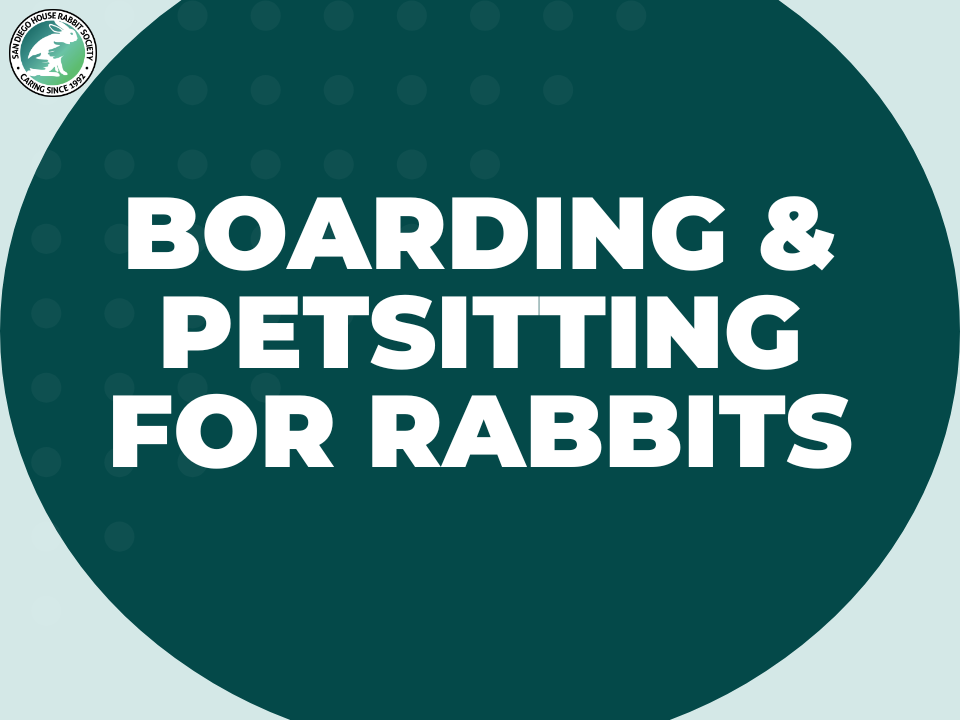 Finding a Boarding Facility or Petsitter for Your Rabbit(s)