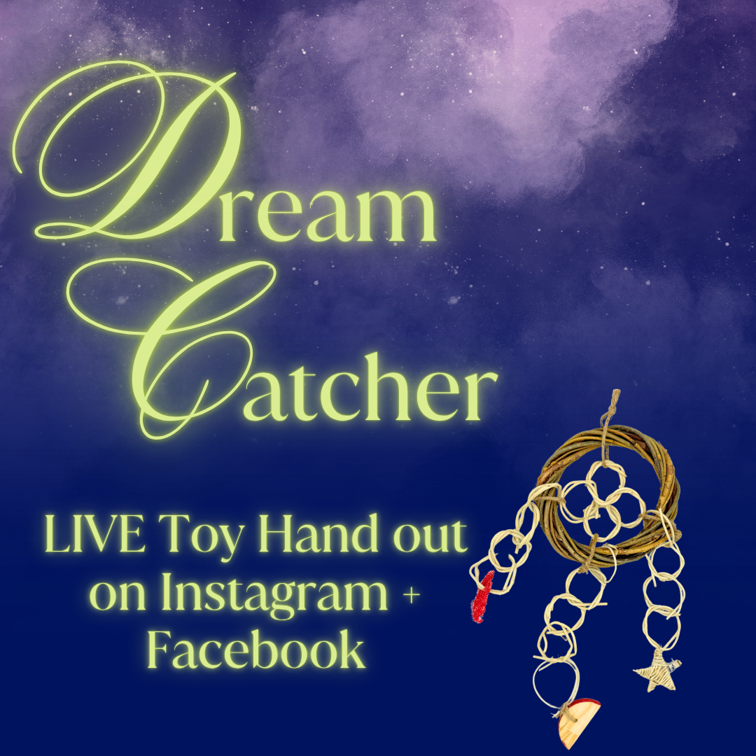 Dreamcatcher LIVE