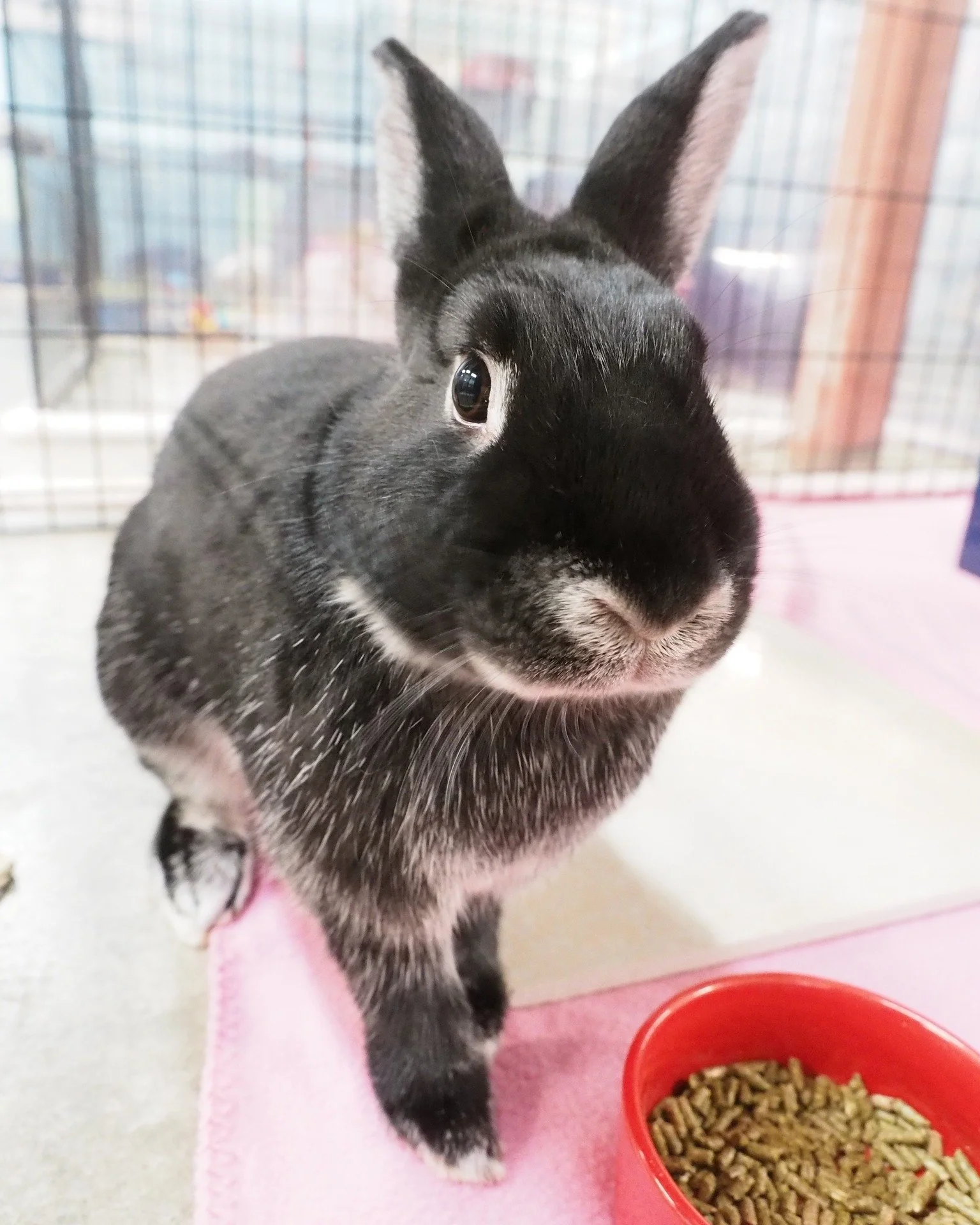 Keep checking for updates on the BunnyFest, one is expected later today.  https://www.sandiegobunnyfest.org/