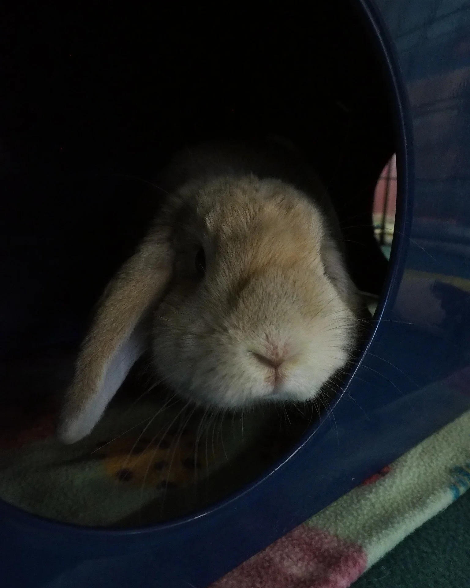 Don't forget to brush your bunny this shedding season for their health.  Light grooming is one of the services that we offer for your vaccinated bunny.  https://sandiegorabbits.org/services