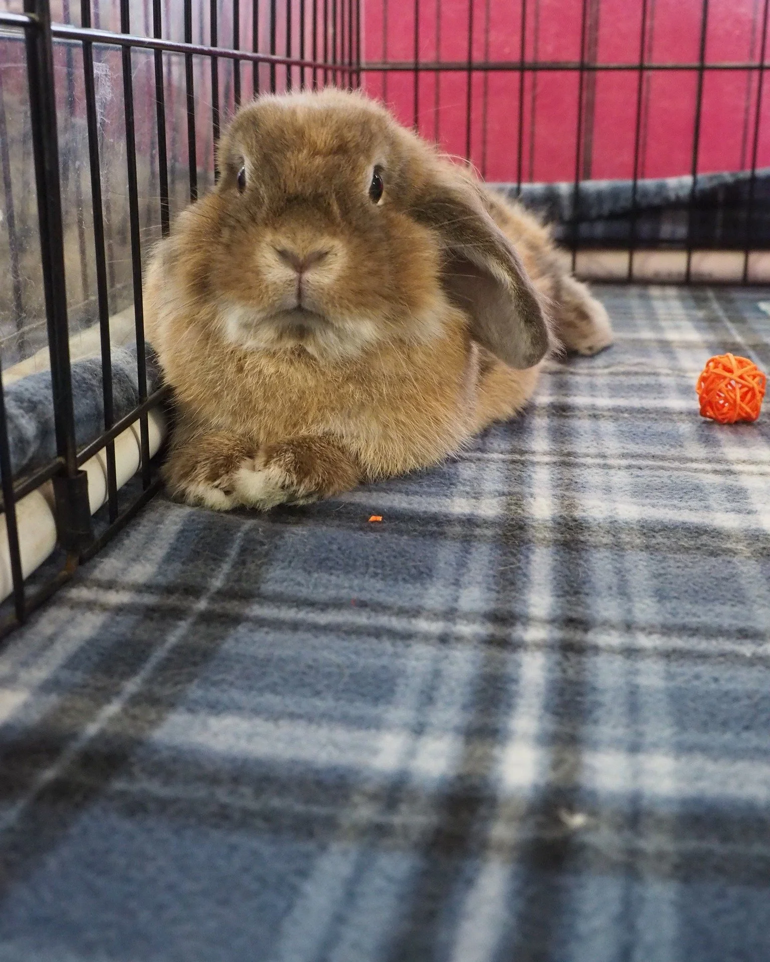 Find out about these bunnies and more.  https://sandiegorabbits.org/available-rabbits